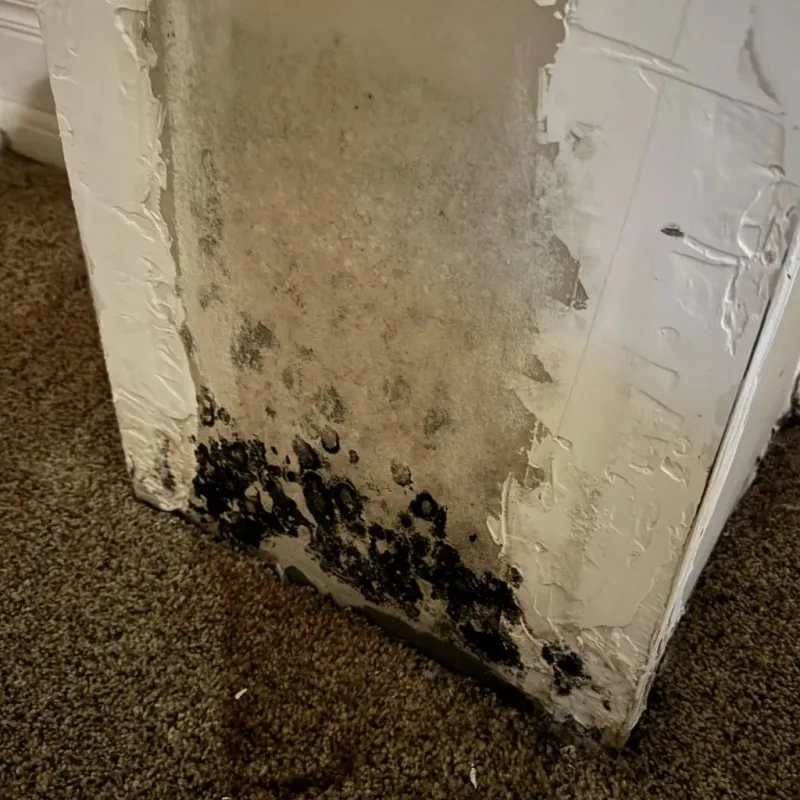 Professional Mold Removal in York County, SC